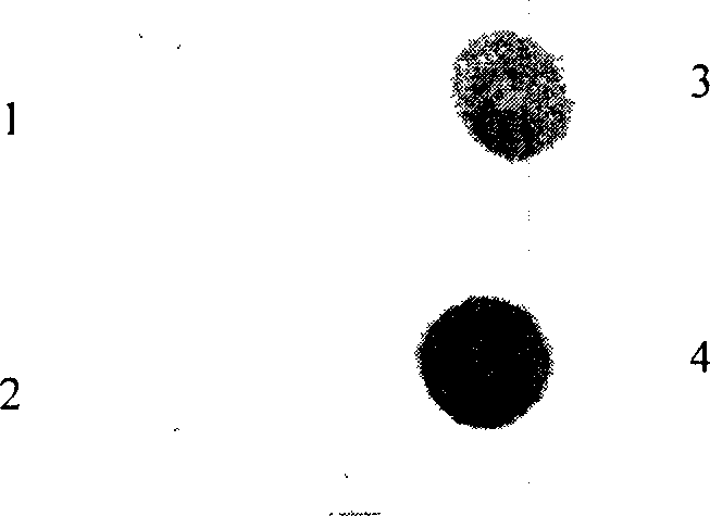 Method for expressing hepatitis C virus envelope protein E2 by mammal cell with high efficient secretion