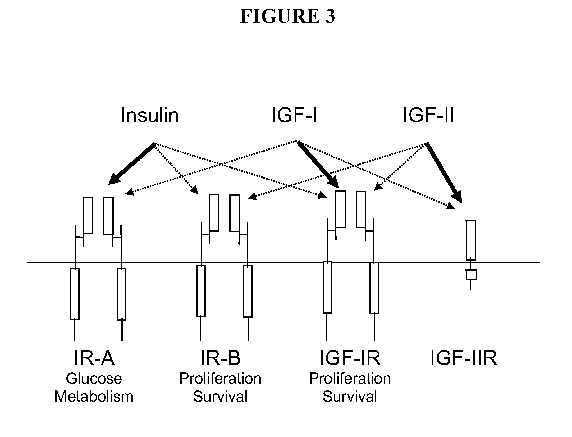 Quantification of IR-A and IR-B for Tumor Classification