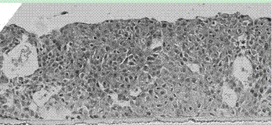 Oral cavity mucosa epithelial cell culture fluid containing serum