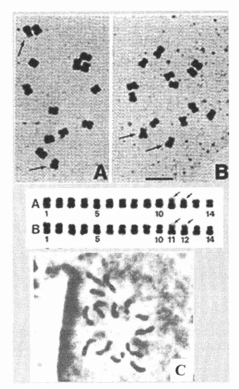 Preparation method of chromosome suitable for karyotype analysis of rubus plants