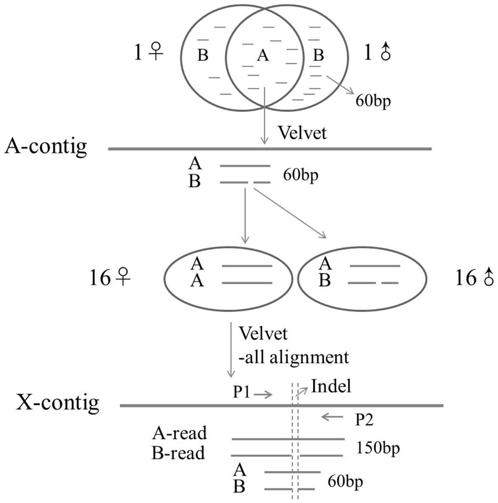 Specific sequence for sex determination of snakehead and application