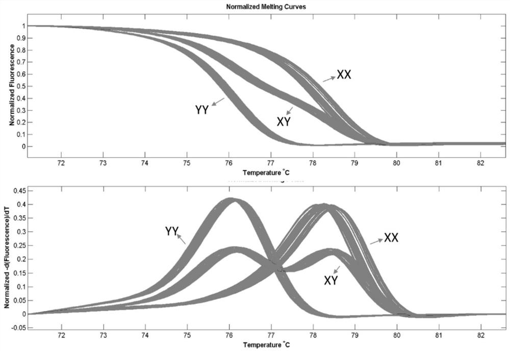 Specific sequence for sex determination of snakehead and application