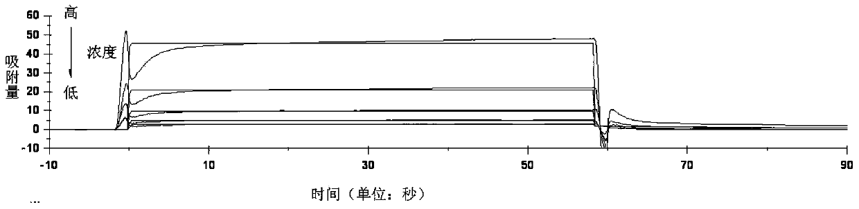 Micromolecule antibody affinity peptide and applications thereof