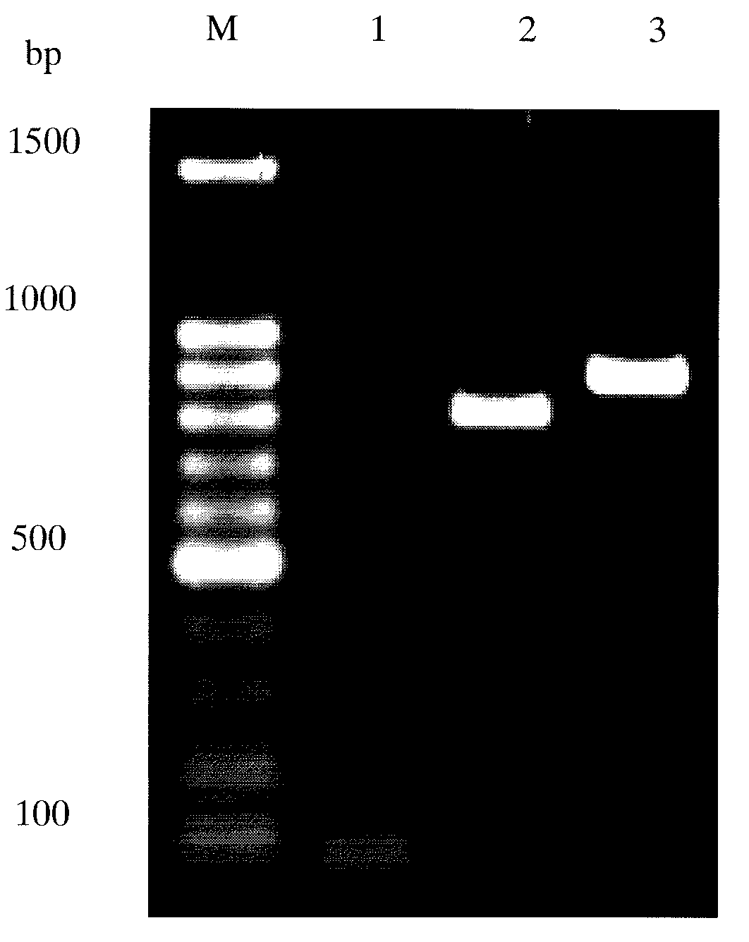 Recombinant chimeric protein of neutrophil inhibitory factor and hirugen, and pharmaceutical composition thereof