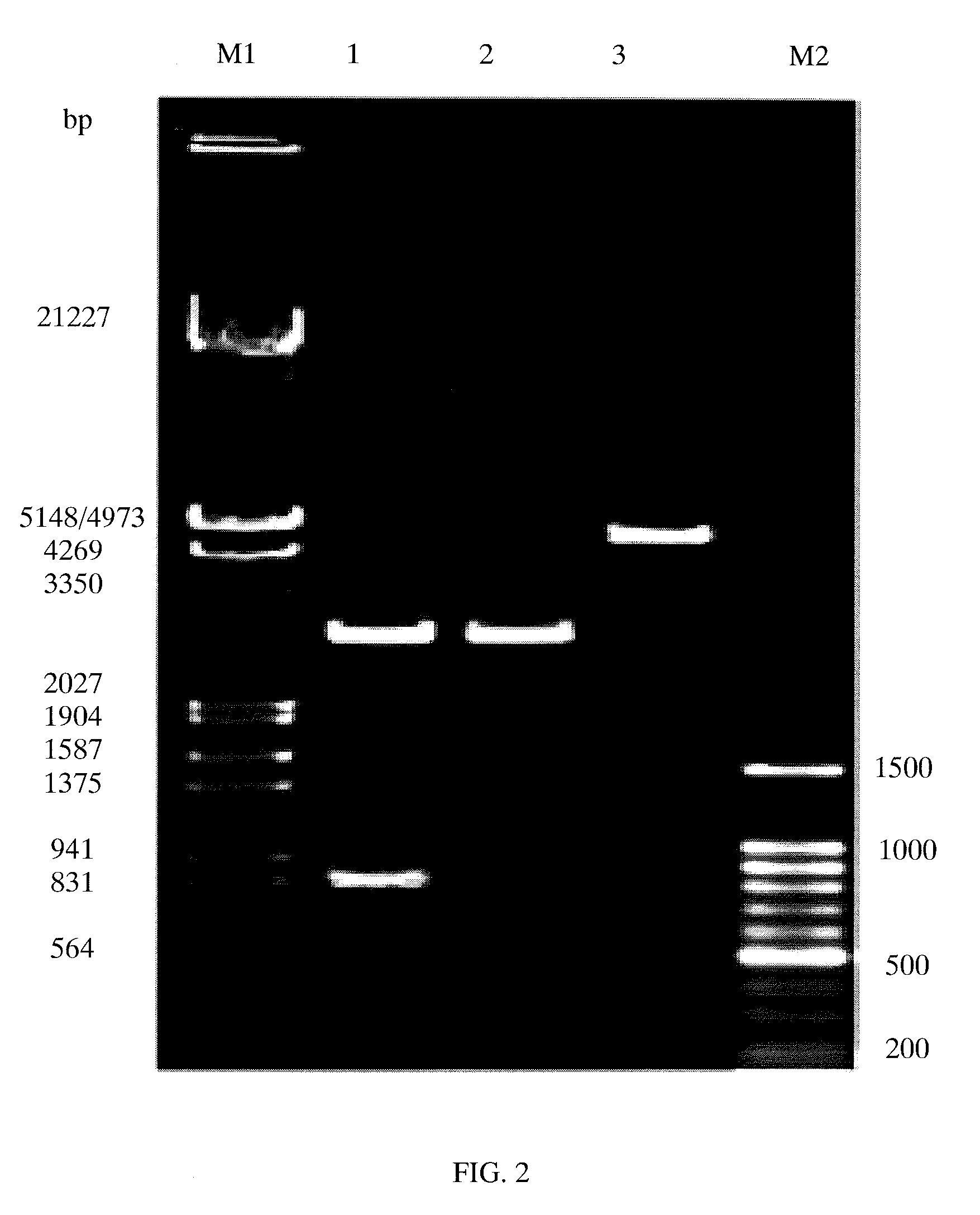 Recombinant chimeric protein of neutrophil inhibitory factor and hirugen, and pharmaceutical composition thereof