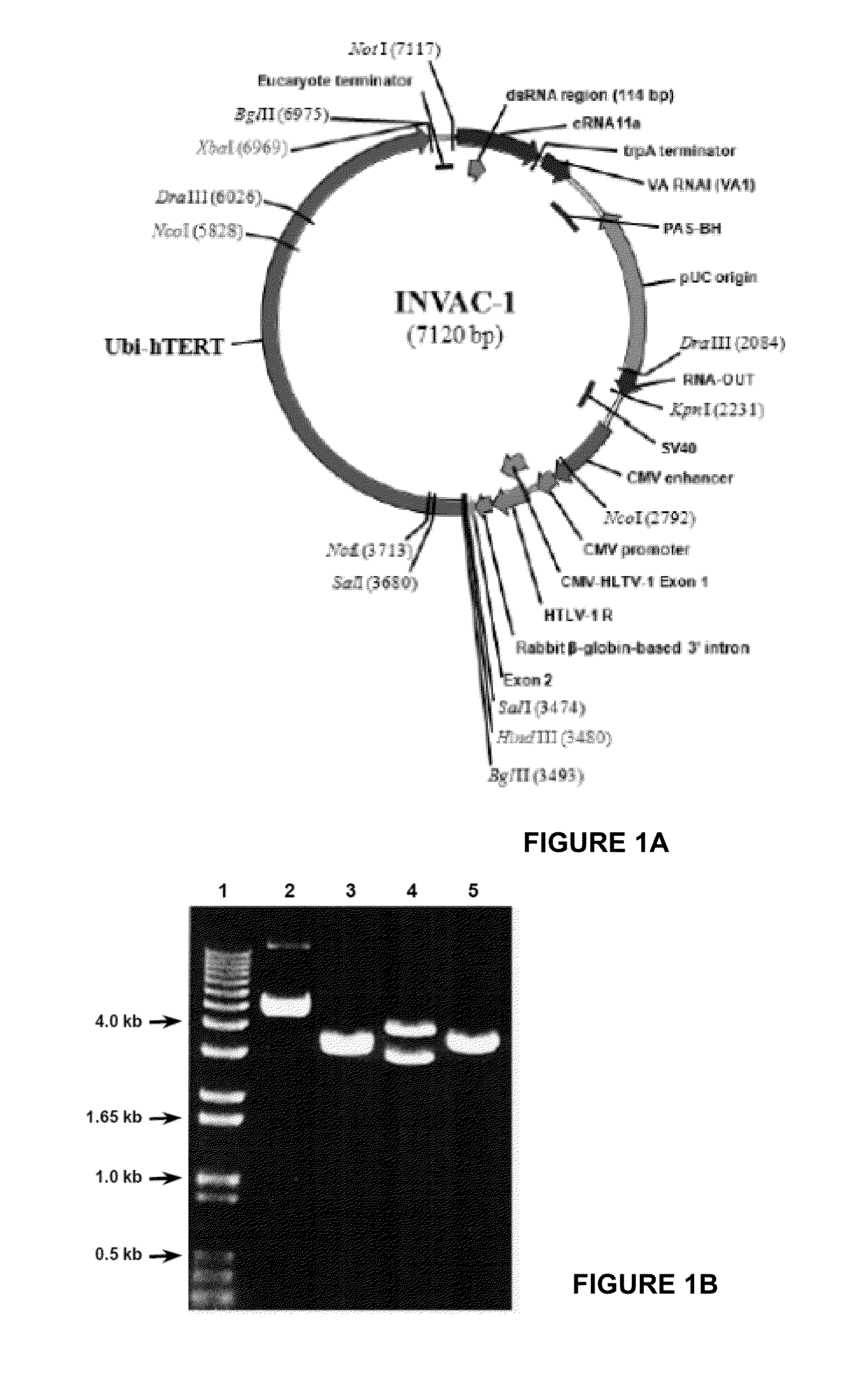 Telomerase encoding DNA vaccine