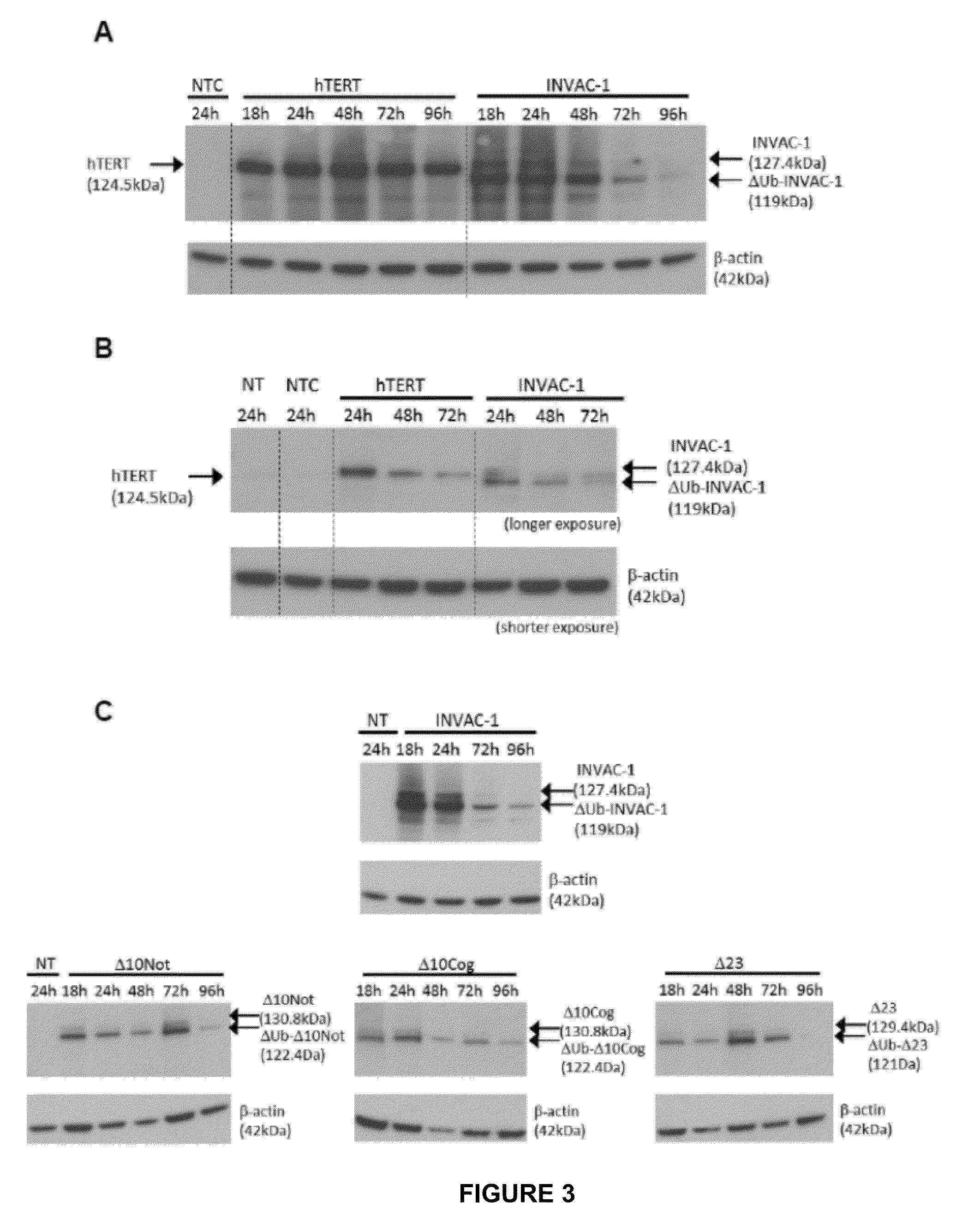 Telomerase encoding DNA vaccine