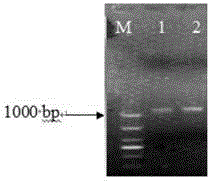 Method for obtaining transgenic alfalfa and special expression vector CPB-LAR-GFP thereof