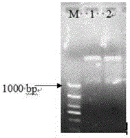Method for obtaining transgenic alfalfa and special expression vector CPB-LAR-GFP thereof