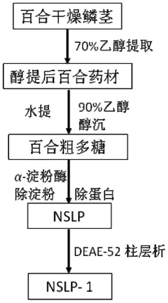 Non-starch lily polysaccharide NSLP-1 and application thereof