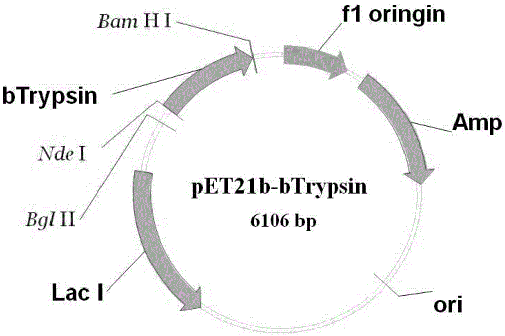 Production technology of bovine trypsin