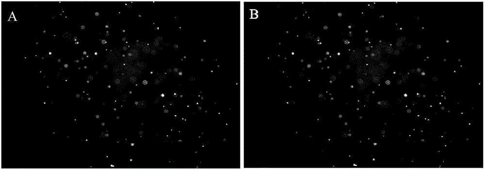 Bi-phase bone cartilage repairing support and preparing method thereof