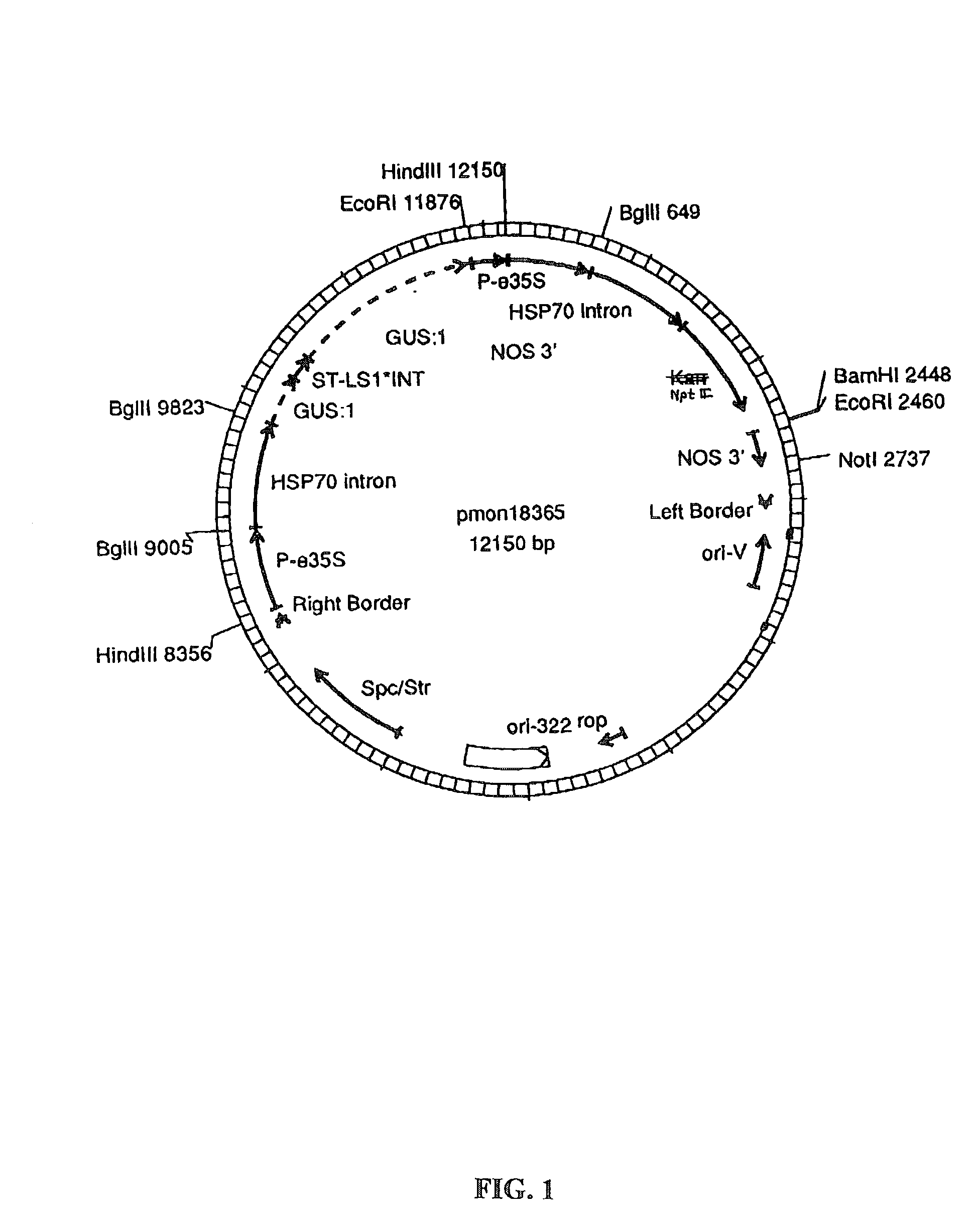 Methods for the production of stably-transformed, fertile wheat employing agrobacterium-mediated transformation and compositions derived therefrom