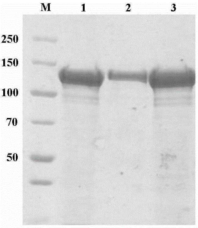 Bacillus thuringiensis protoxin microcapsule and preparation method thereof