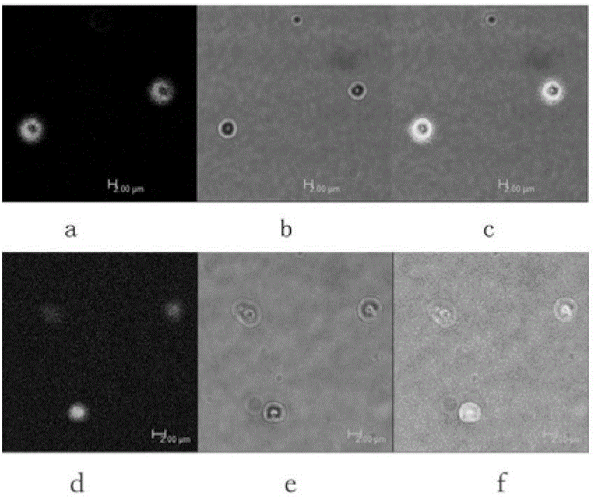 Bacillus thuringiensis protoxin microcapsule and preparation method thereof