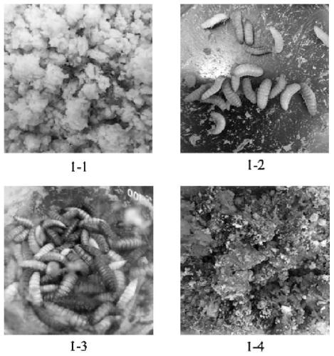 Hermetia illucens composite microbial preparation, preparation method therefor and application of hermetia illucens composite microbial preparation in conversion of bean dregs