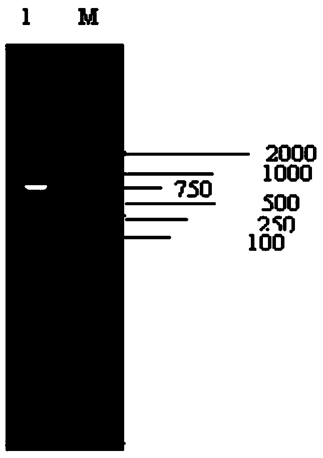 Recombinant human Coxsackie virus group-B proteins and application thereof