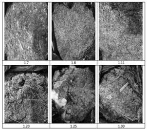 Trichoderma harzianum and application thereof in degradation of waste branches in orchard