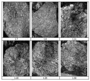 Trichoderma harzianum and application thereof in degradation of waste branches in orchard