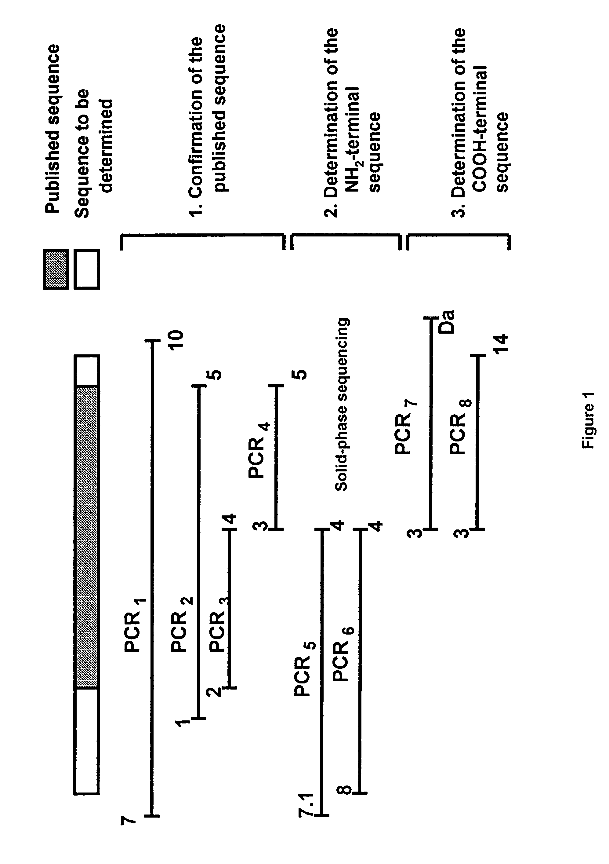 Carrier protein having an adjuvant effect