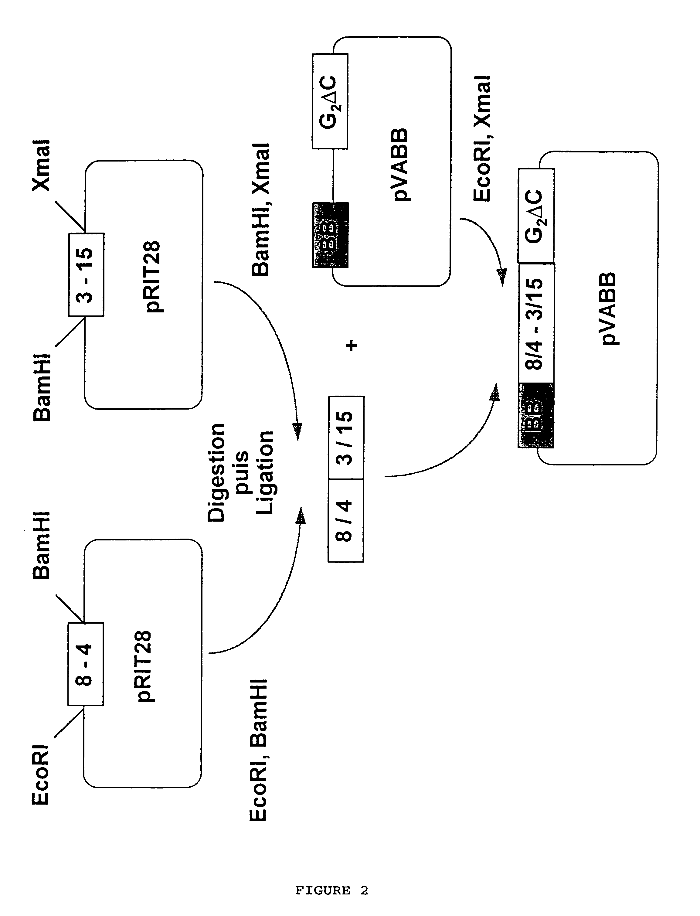 Carrier protein having an adjuvant effect