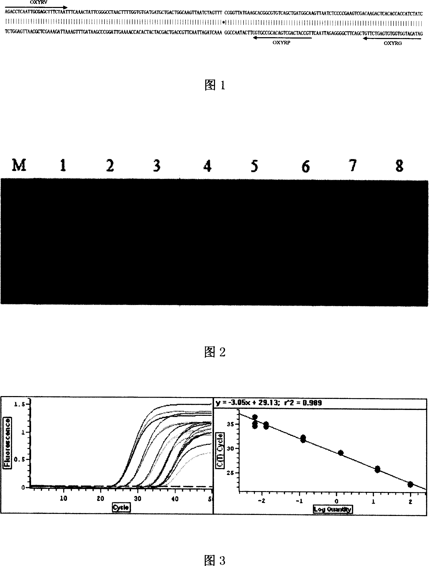 Right boundary flanking sequence of exogenous event inserting vector for transgenic rape Oxy-235 and its application