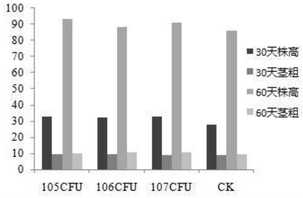 Microbial agent capable of promoting growth, biocontrol and degrading organophosphorus pesticide and preparation method thereof