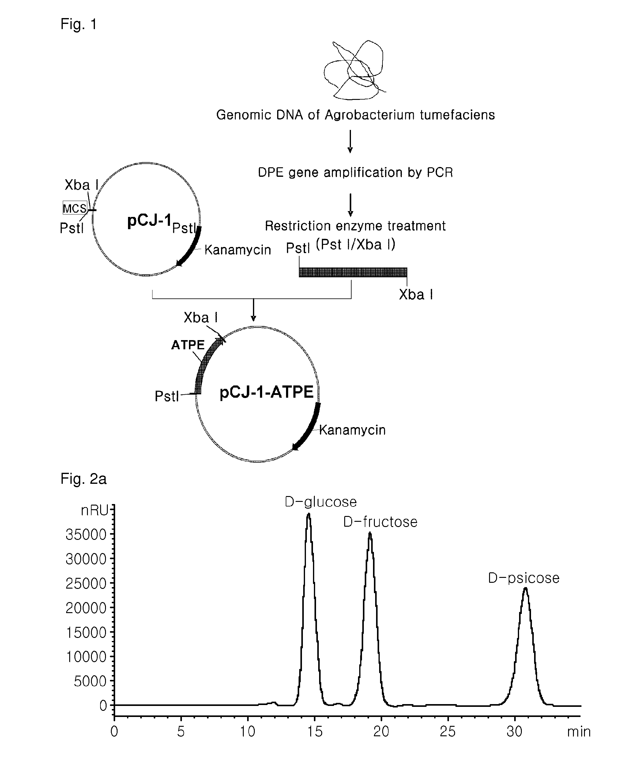 Immobilization of psicose-epimerase and a method of producing D-psicose using the same