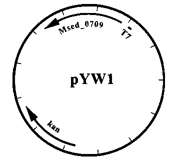 Method for producing 3-hydroxypropionic acid, acrylic acid and propanoic acid by immobilizing carbon dioxide in microorganisms