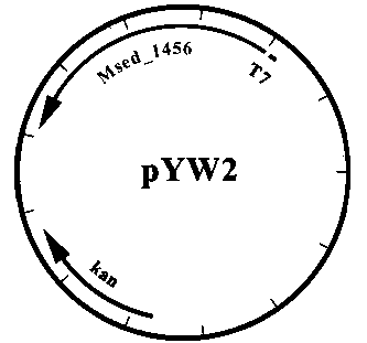 Method for producing 3-hydroxypropionic acid, acrylic acid and propanoic acid by immobilizing carbon dioxide in microorganisms