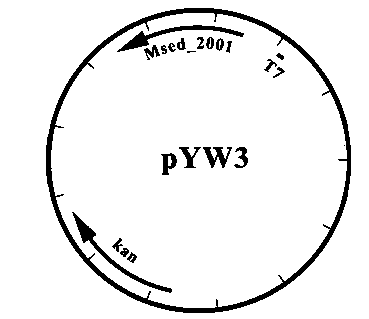 Method for producing 3-hydroxypropionic acid, acrylic acid and propanoic acid by immobilizing carbon dioxide in microorganisms