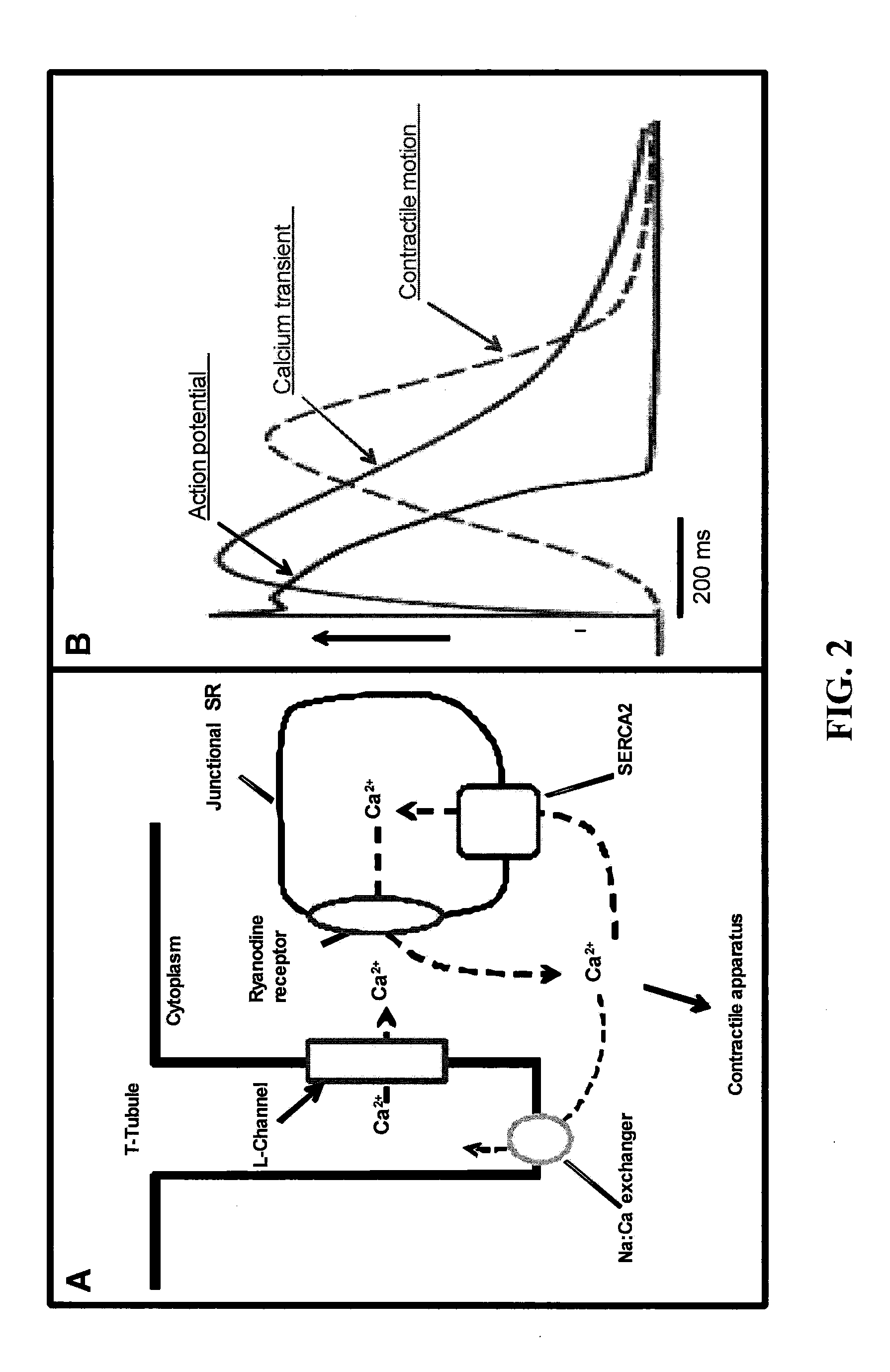 Method, system and composition for optically inducing cardiomyocyte contraction