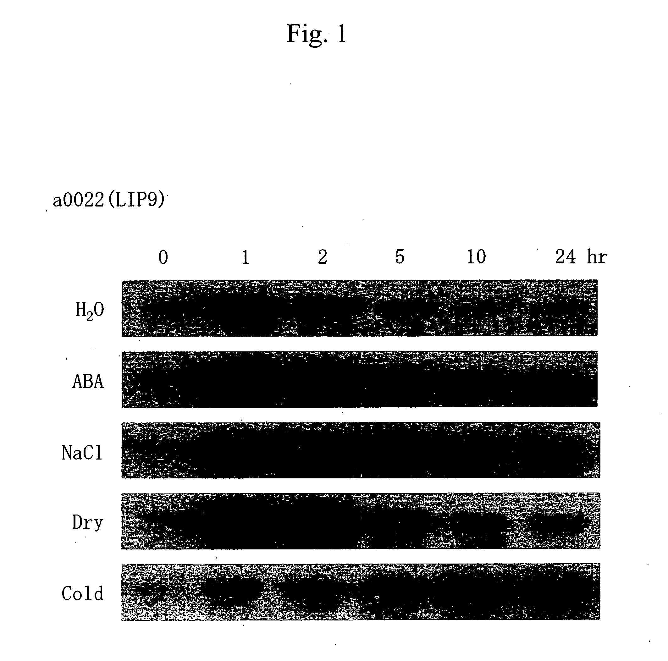 Stress-induced promoter and method of using the same