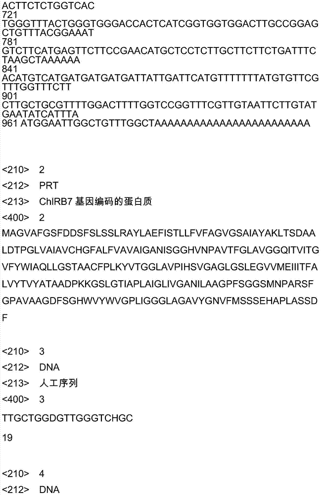 Aquaporin gene specifically expressed by virtue of chorispora bungeana root as well as protein encoded by aquaporin gene and method for cloning aquaporin gene