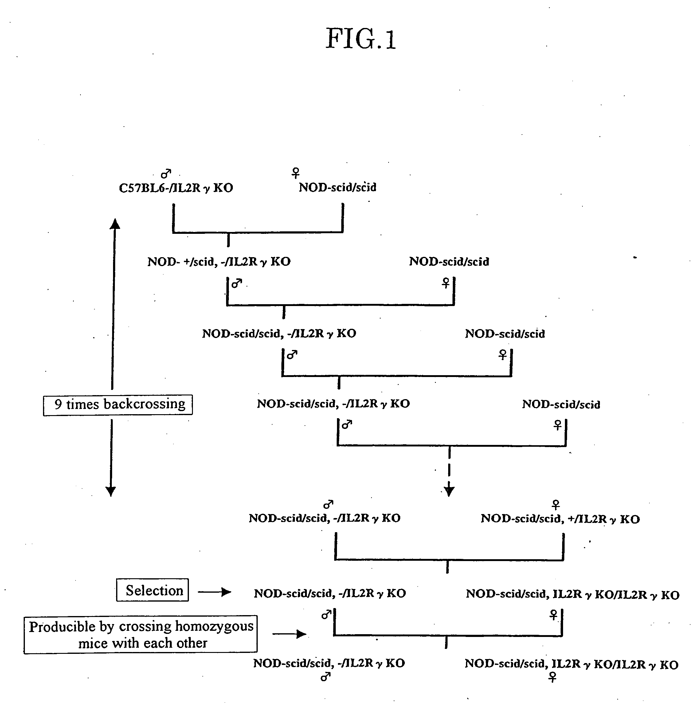 Method of producing a mouse suitable for engraftment, differentiation and proliferation of heterologous cells, mouse produced by this method and use of the mouse