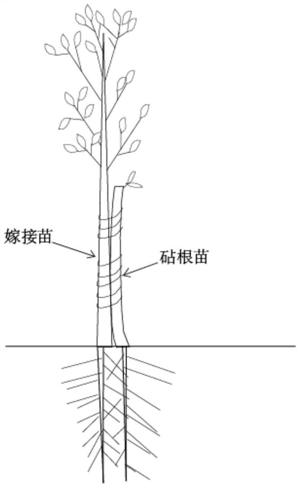 Method for cultivating strong seedlings of oak tree species by grafting method