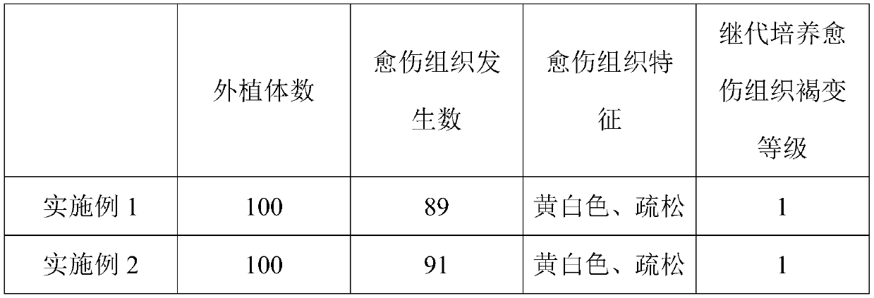 Davidia involucrata seedling and davidia involucrata tissue culture method