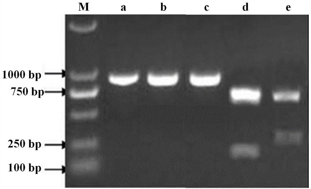 A kind of poultry adenovirus type 4 strain, vaccine composition and application thereof