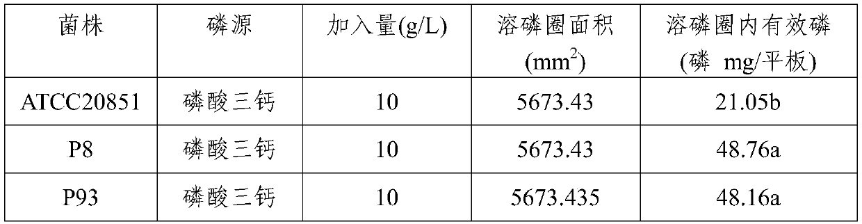 Aspergillus aculeatus p93 and its biological fertilizer preparation and application