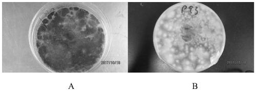 Aspergillus aculeatus p93 and its biological fertilizer preparation and application