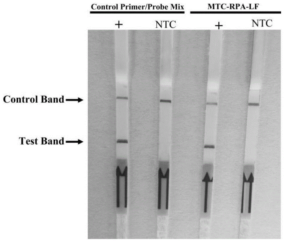 Primer and probe for on-site rapid detection of mycobacterium tuberculosis complex and kit thereof