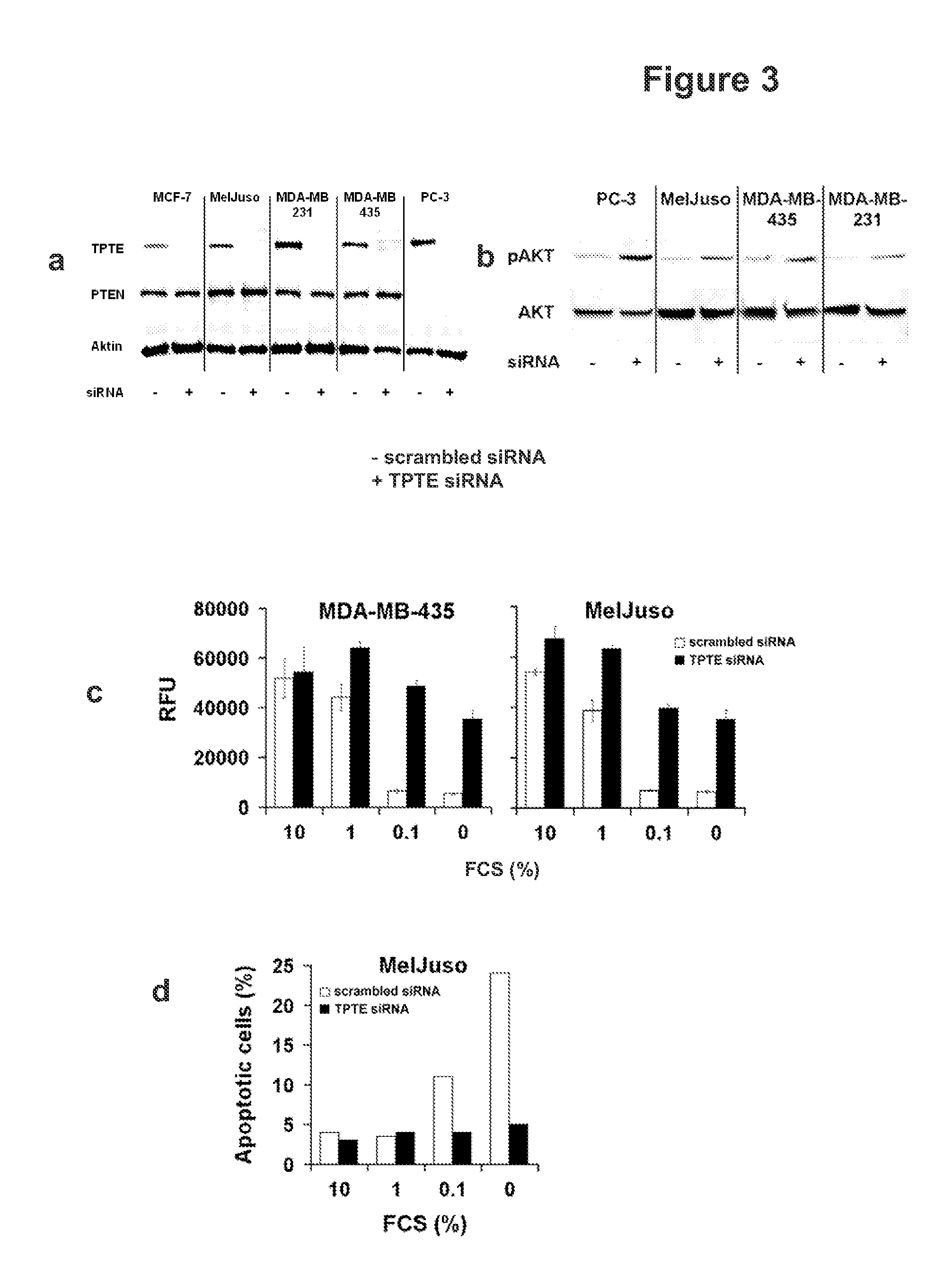 Compositions and Methods for Therapy and Diagnosis of Cancer and Cancer Metastasis