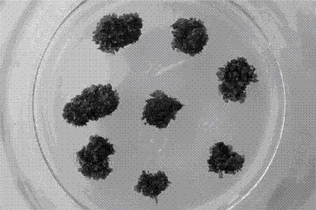 Method for regenerating plants under high frequency by inducing adventitious buds with leaves of davallia bullata