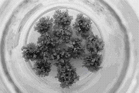 Method for regenerating plants under high frequency by inducing adventitious buds with leaves of davallia bullata