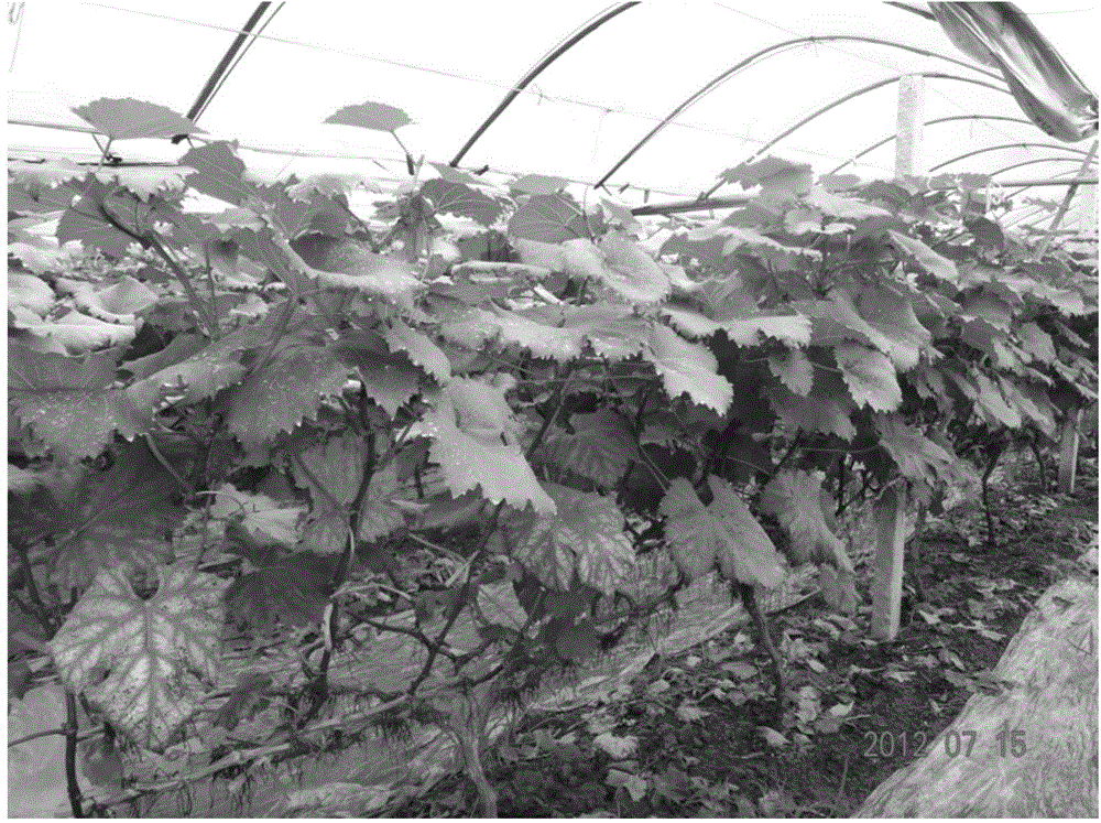 Grape double cropping cultivation method