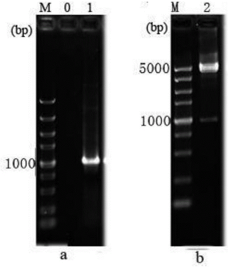 Construction method and application of Arthrobacter simplex engineering strain high in organic solvent tolerance