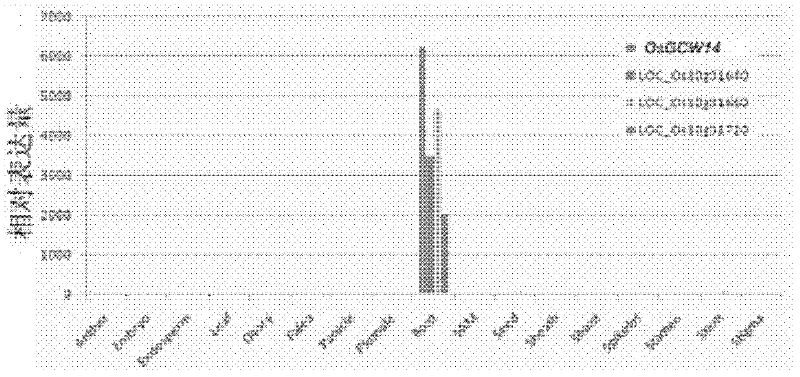 Rice root specific promoter and application thereof