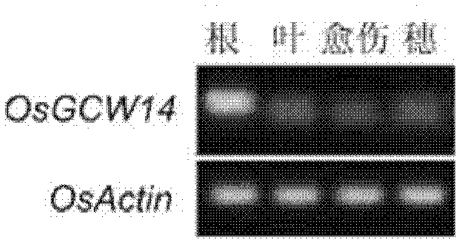 Rice root specific promoter and application thereof