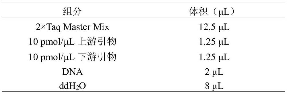 Method for improving beef cattle meat production performance by using MYBPC1 gene