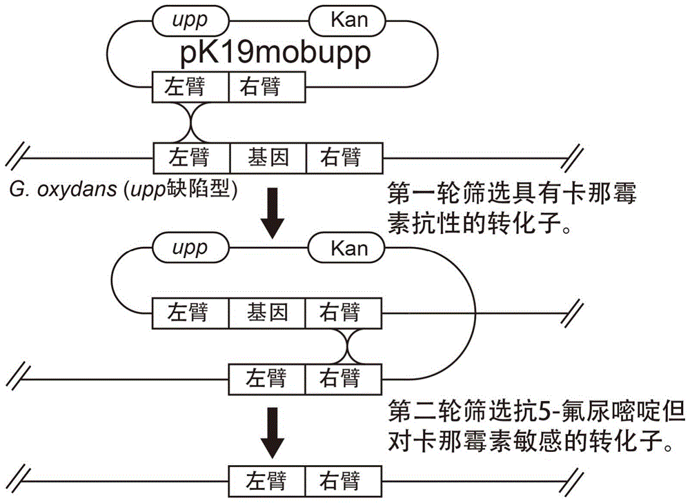 A Gluconobacter oxydans resistance-free marker gene knockout system